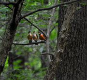 Keeping watch over the forests