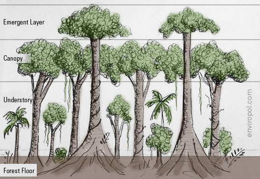 The Structure Of A Forest